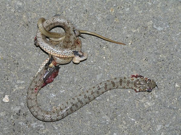 Dolichophis caspius