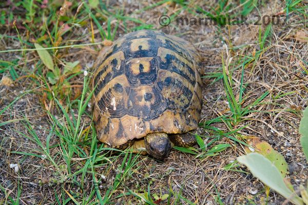 Testudo hermanni