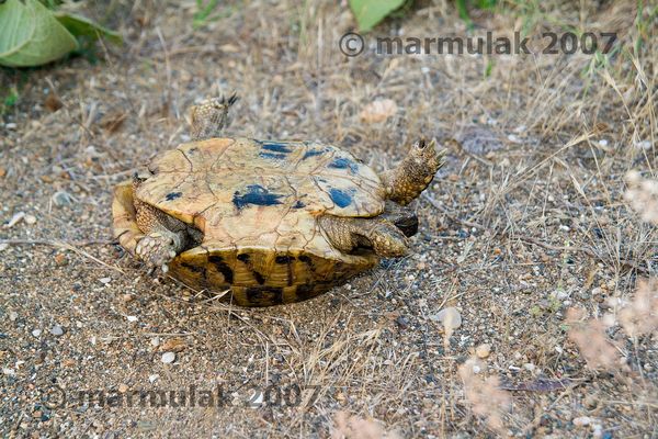 Testudo hermanni