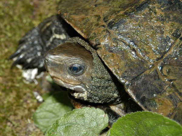 Mauremys rivulata