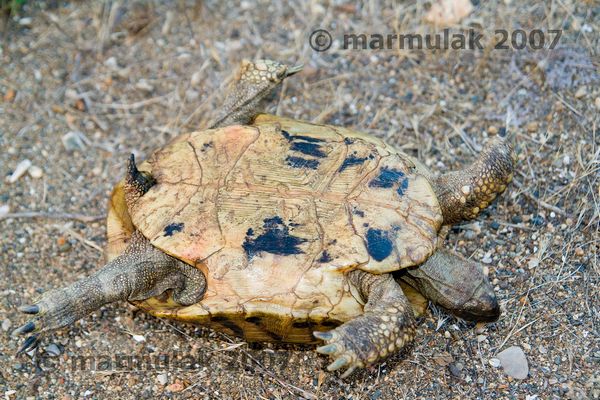 Testudo hermanni