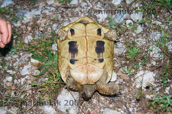 Testudo hermanni