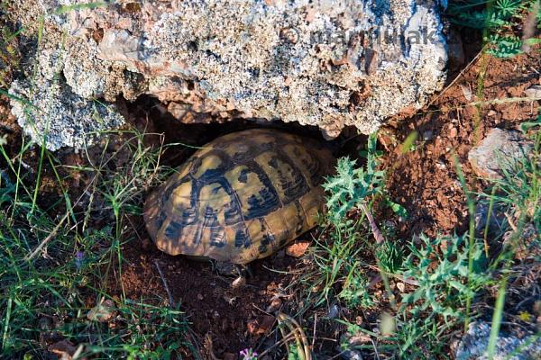 Testudo hermanni