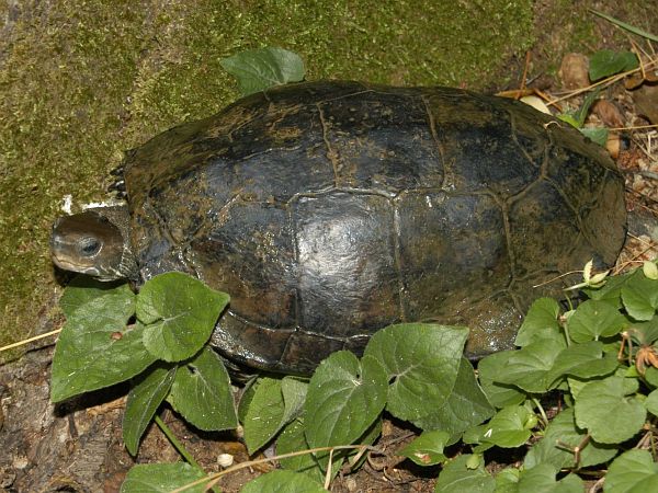 Mauremys rivulata