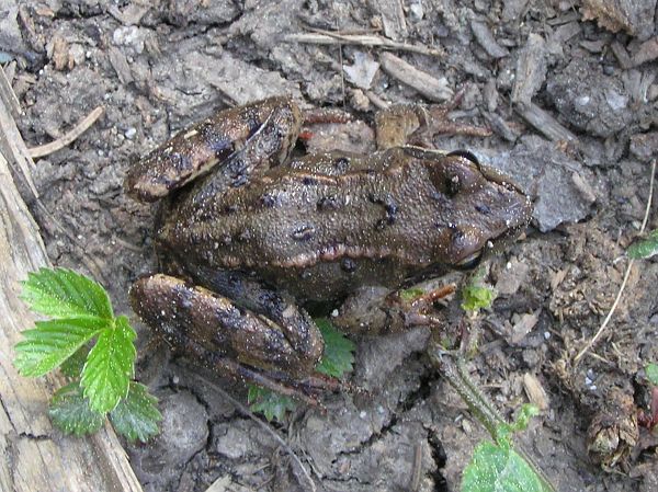 Rana temporaria