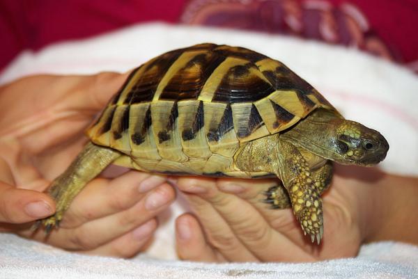 Testudo hermanni