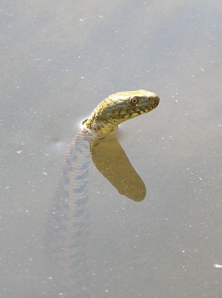 Natrix tessellata