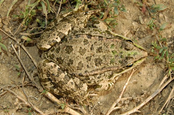 Pelophylax ridibundus