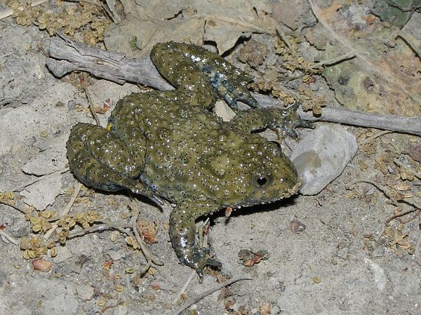 Bombina variegata