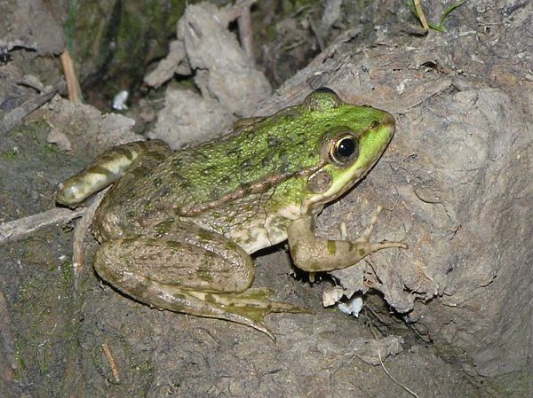 Pelophylax ridibundus