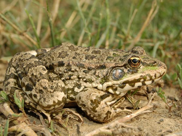 Pelophylax ridibundus