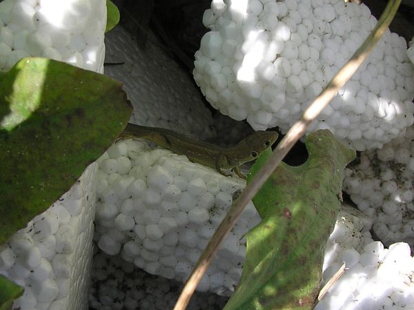 Lacerta trilineata