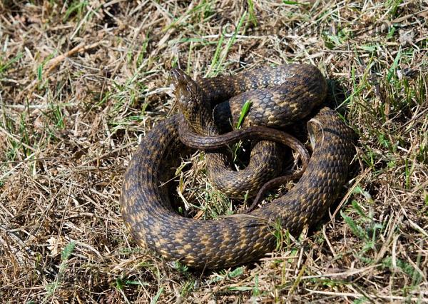 Natrix tessellata