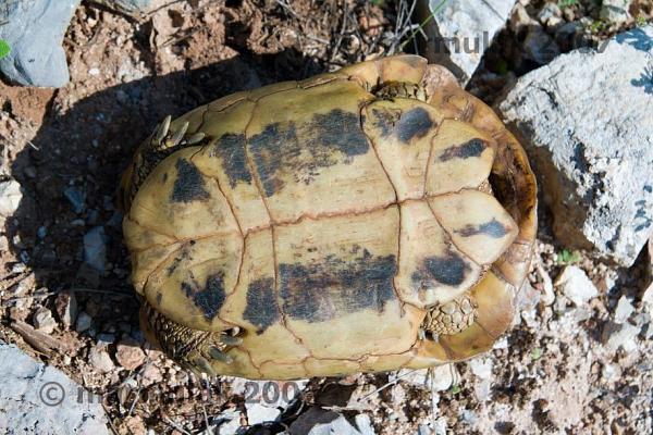 Testudo hermanni