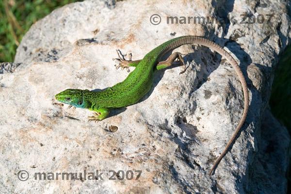 Lacerta viridis