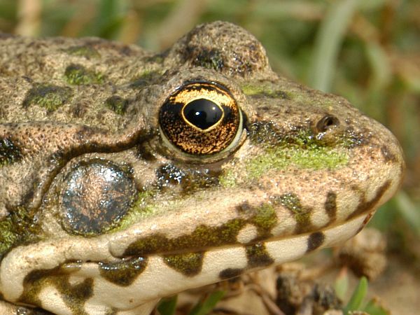 Pelophylax ridibundus