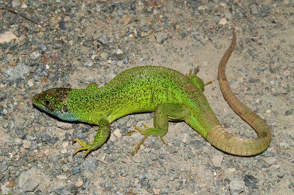 Lacerta viridis