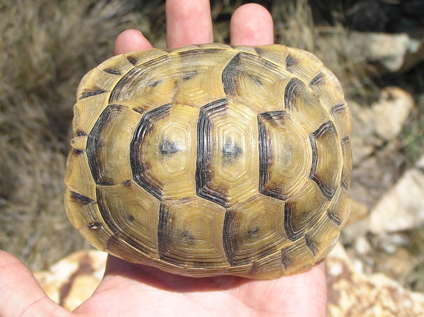 Testudo graeca