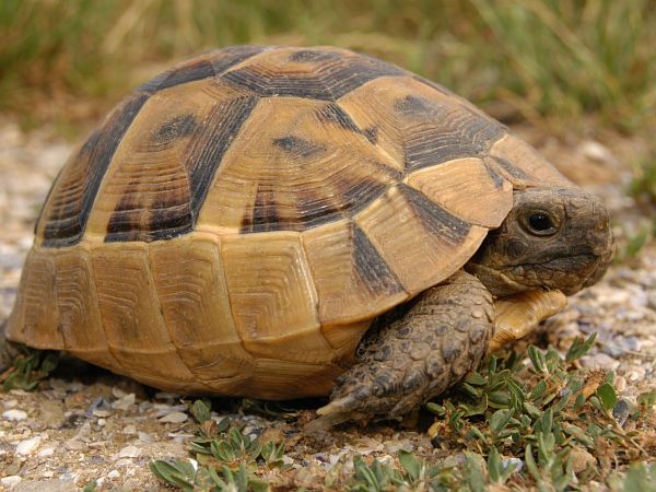 Testudo graeca