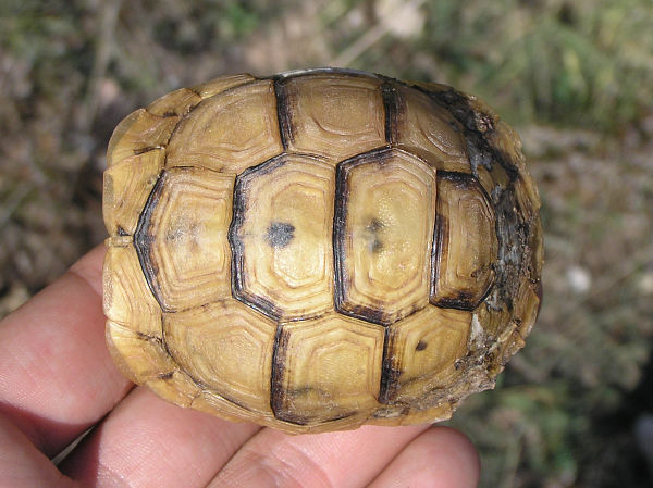 Testudo graeca