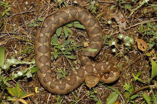 Vipera ammodytes