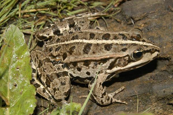 Pelophylax kl. esculentus