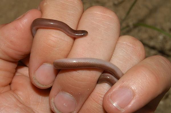 Typhlops vermicularis