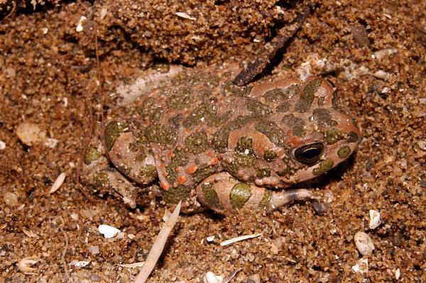 Pseudepidalea viridis