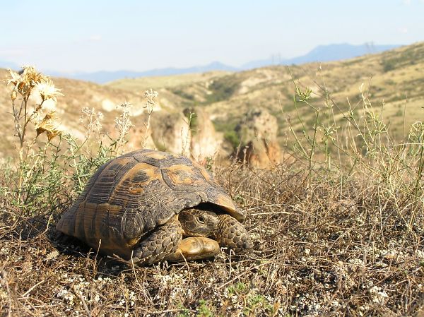 Testudo graeca