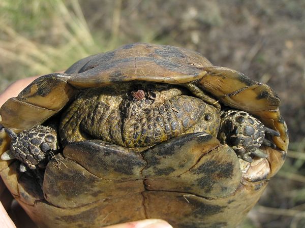 Testudo graeca