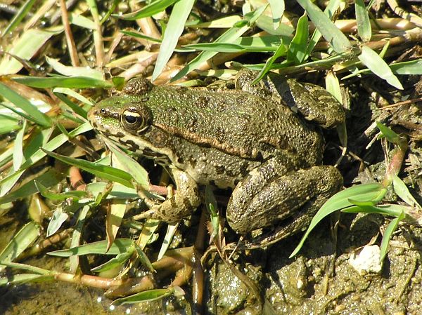 Pelophylax ridibundus