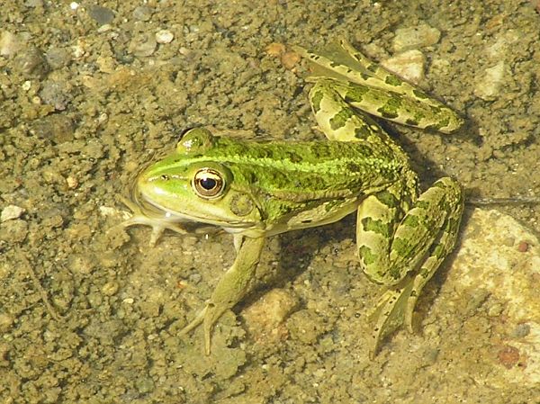 Pelophylax ridibundus