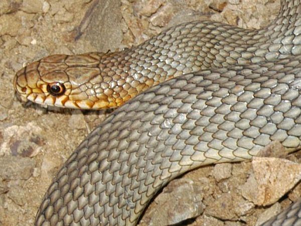 Dolichophis caspius