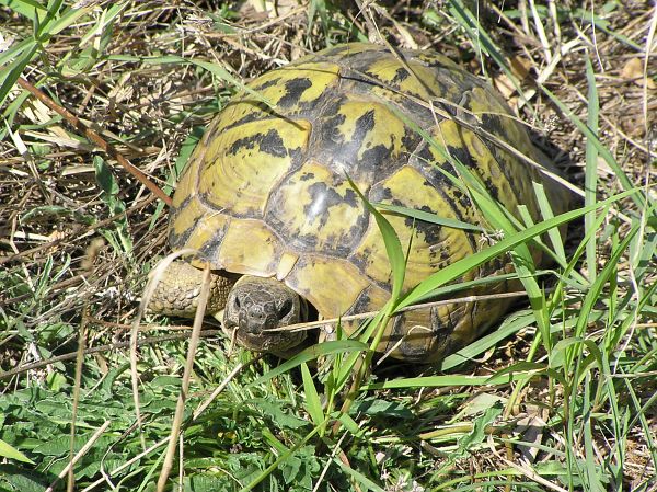 Testudo hermanni