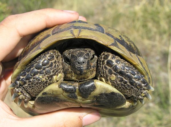 Testudo hermanni