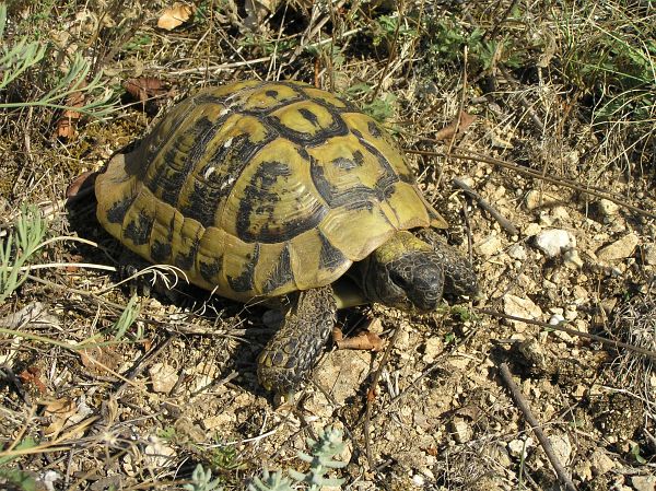Testudo hermanni