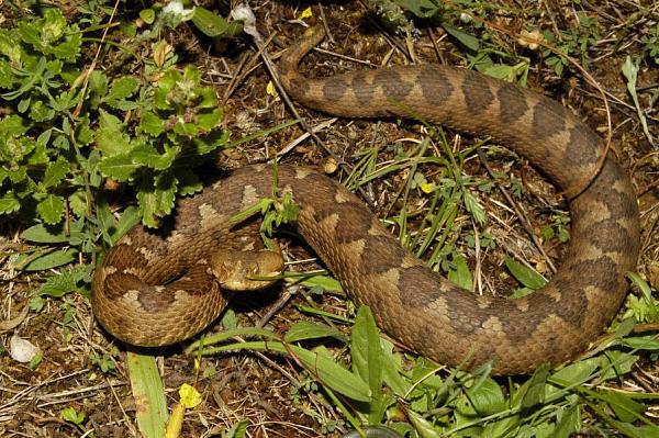 Vipera ammodytes