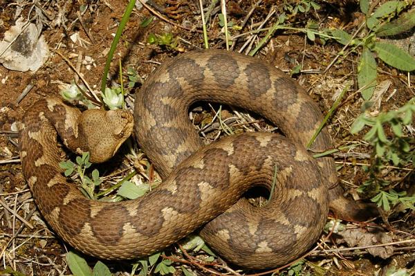 Vipera ammodytes