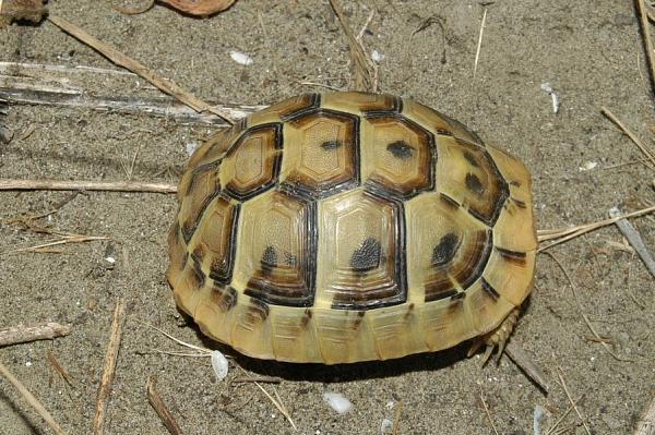 Testudo hermanni