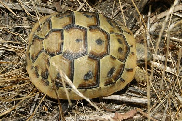 Testudo hermanni