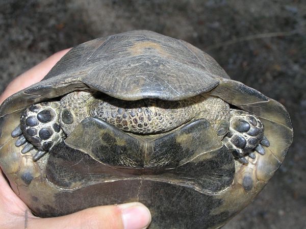 Testudo graeca