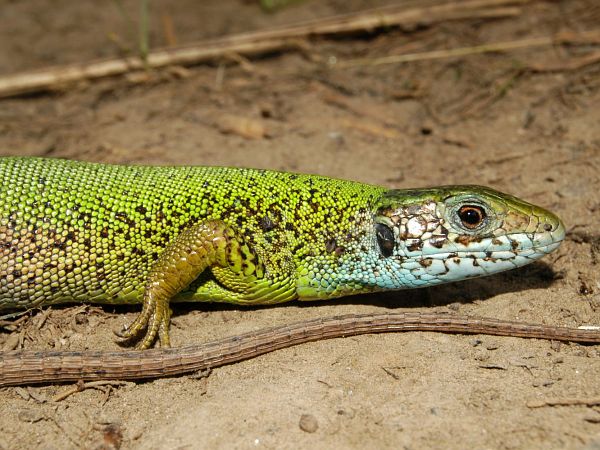 Lacerta viridis