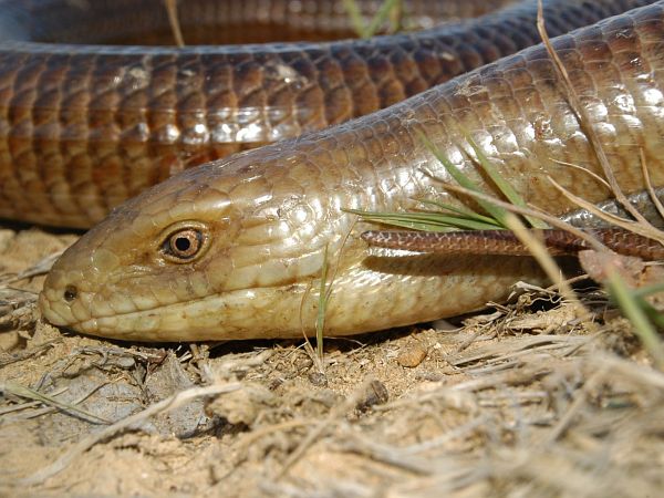 Pseudopus apodus Pseudopus apodus