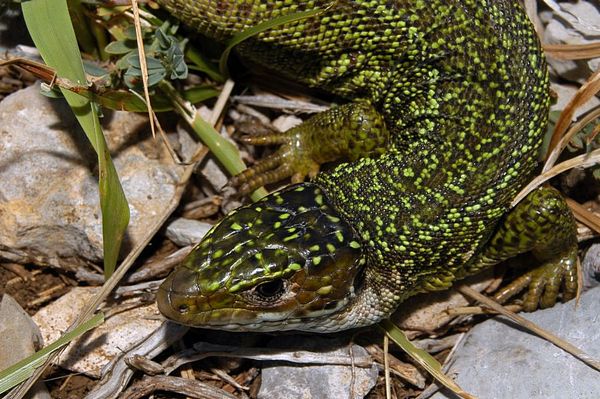 Lacerta viridis