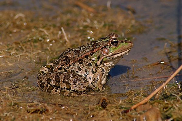 Pelophylax ridibundus