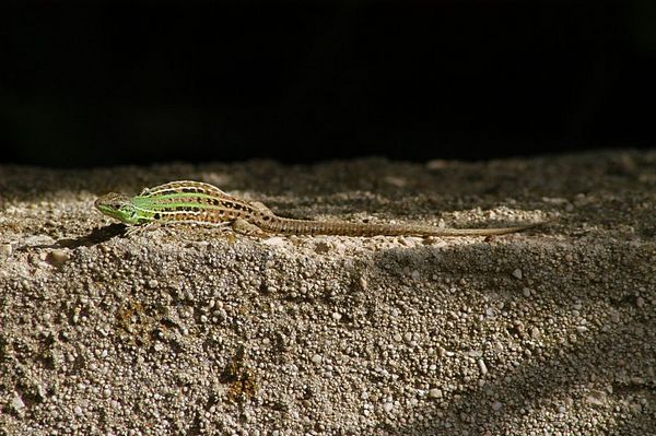 Podarcis siculus