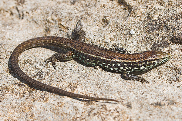 Algyroides moreoticus