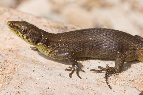 Algyroides moreoticus