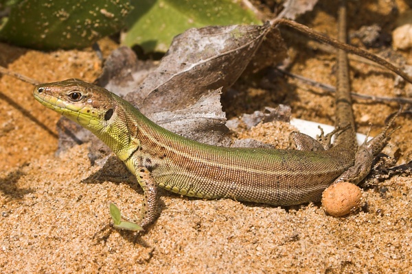 Podarcis tauricus