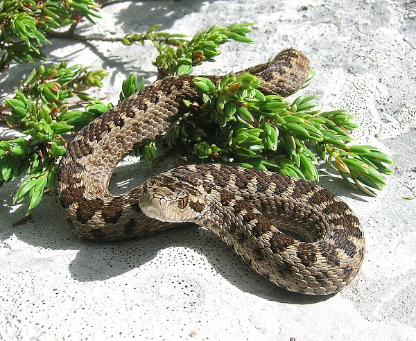 Vipera ursinii